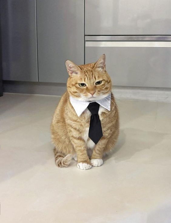 cat boss